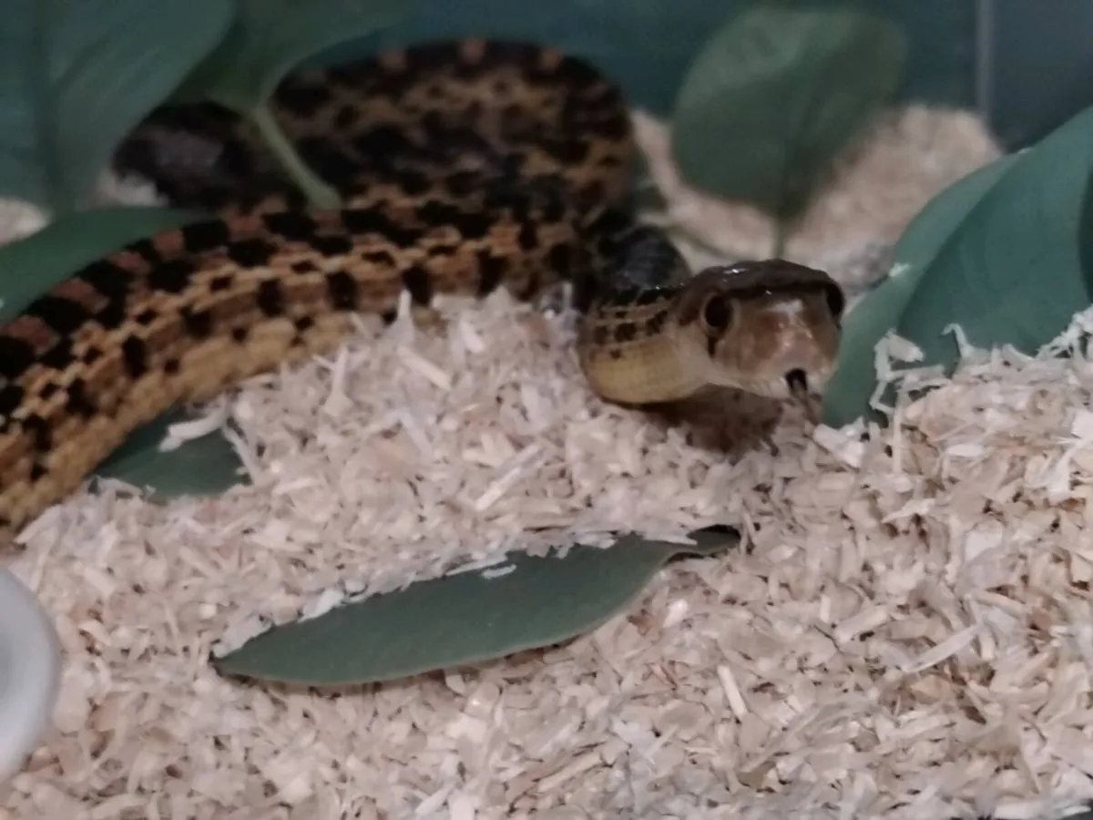 Pair of San Diego gopher snakes - Image 2