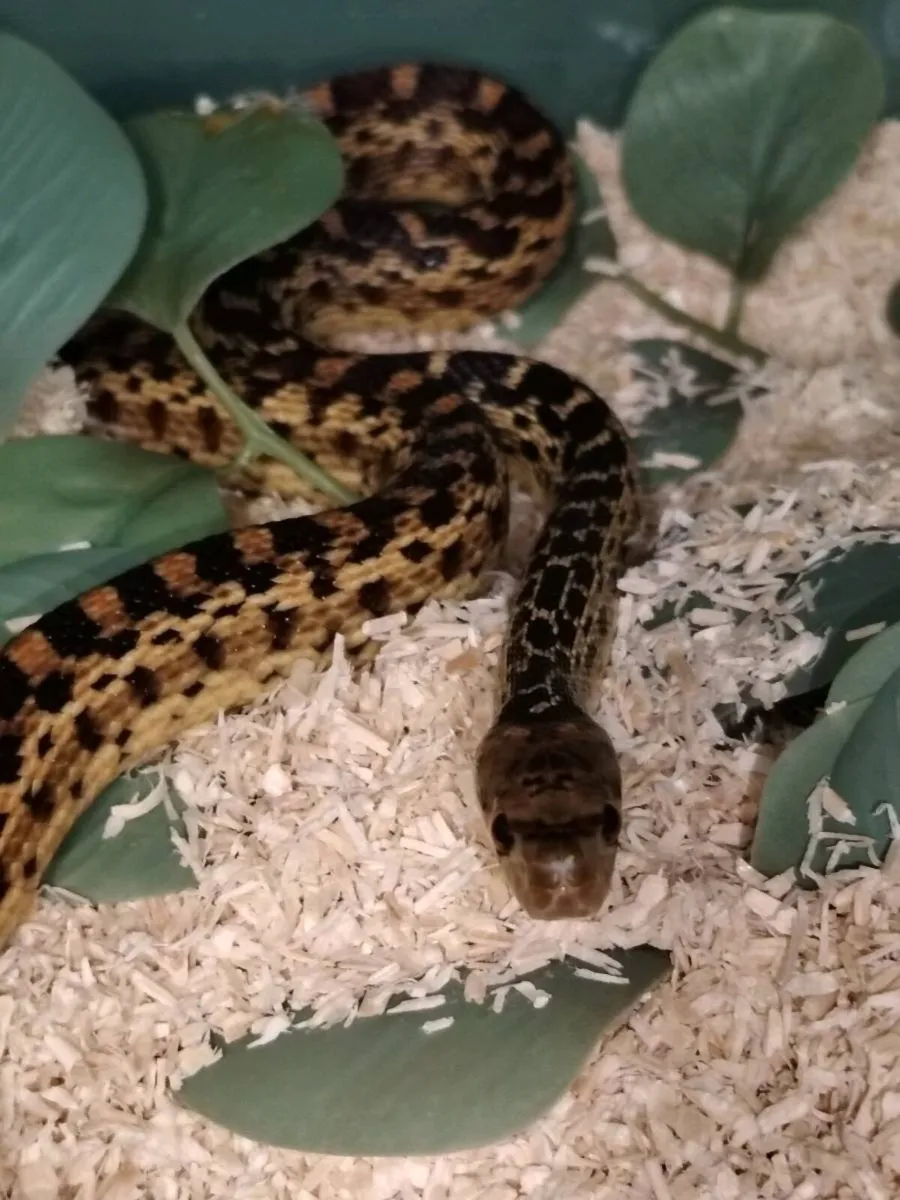 Pair of San Diego gopher snakes - Image 3