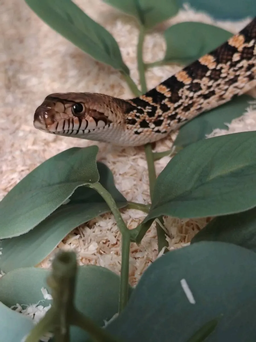 Pair of San Diego gopher snakes - Image 1
