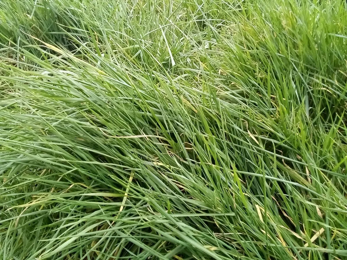 Grass for zero grazing or silage - Image 1