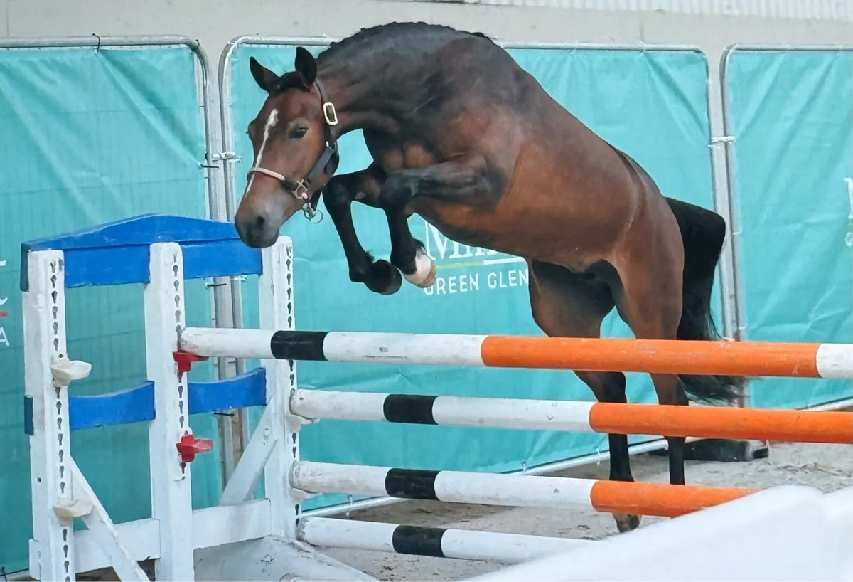 Four quality young ponies bred to jump - Image 4
