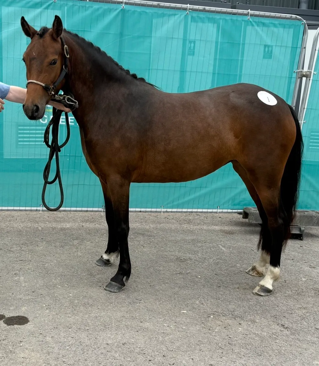 Four quality young ponies bred to jump - Image 1