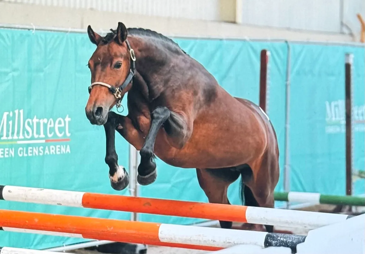 Four quality young ponies bred to jump - Image 2