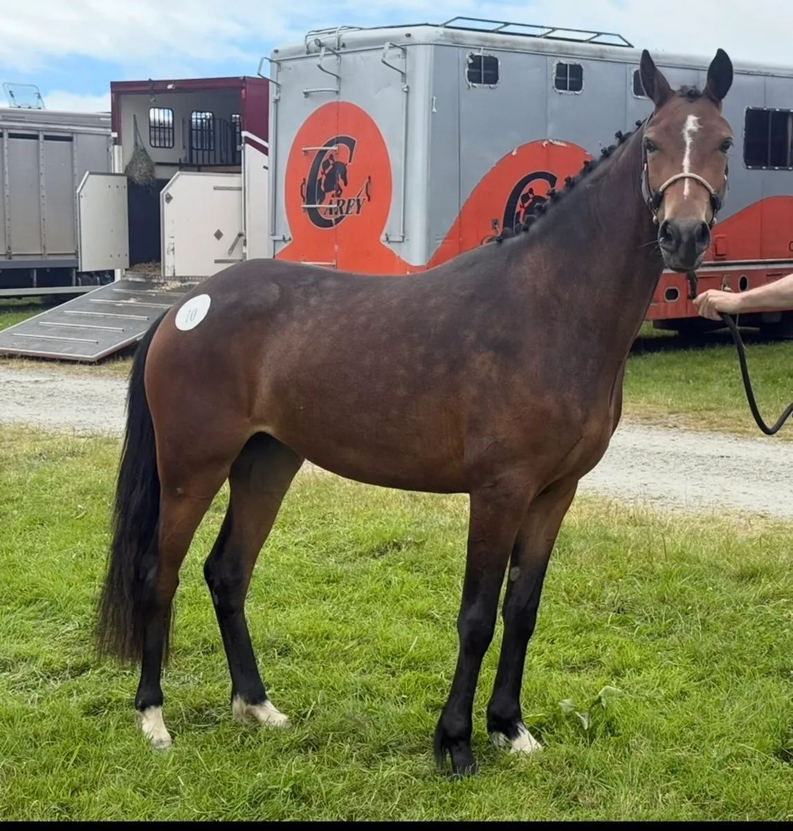 Four quality young ponies bred to jump - Image 3