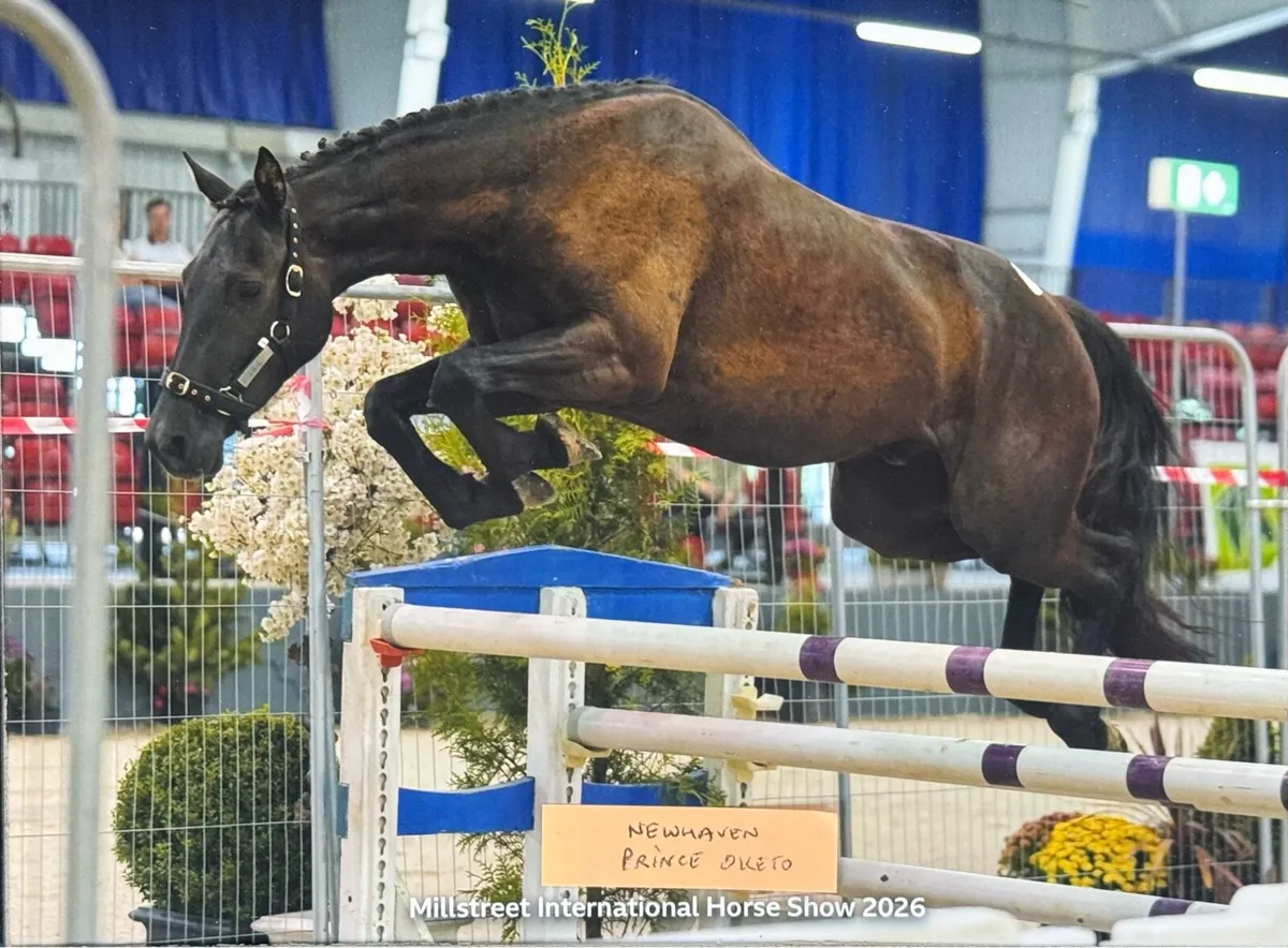 quality 3yr old pony bred to jump - Image 1