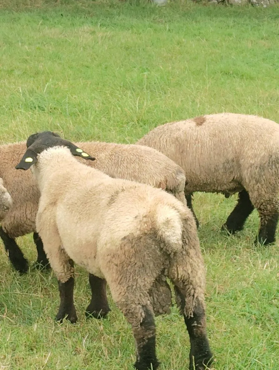 Suffolk Ram - Image 4