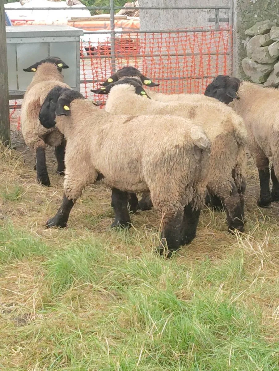 Suffolk Ram - Image 1