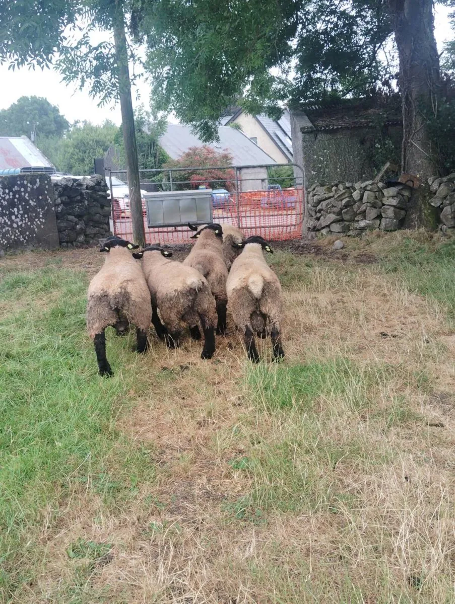 Suffolk Ram - Image 2