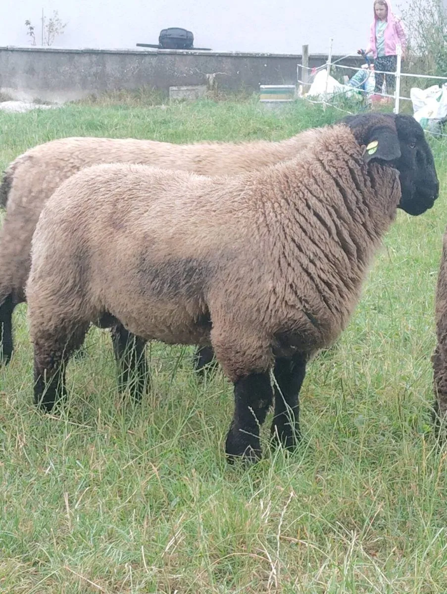 Suffolk Ram - Image 3