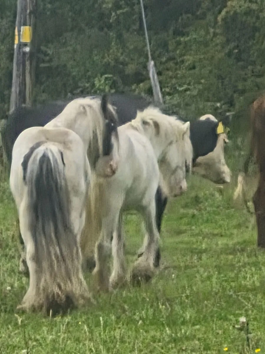 Cobs - Image 4