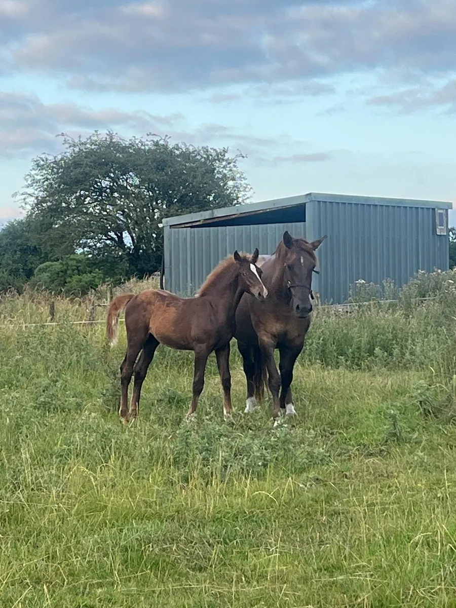 Irish draught colt foal - Image 1