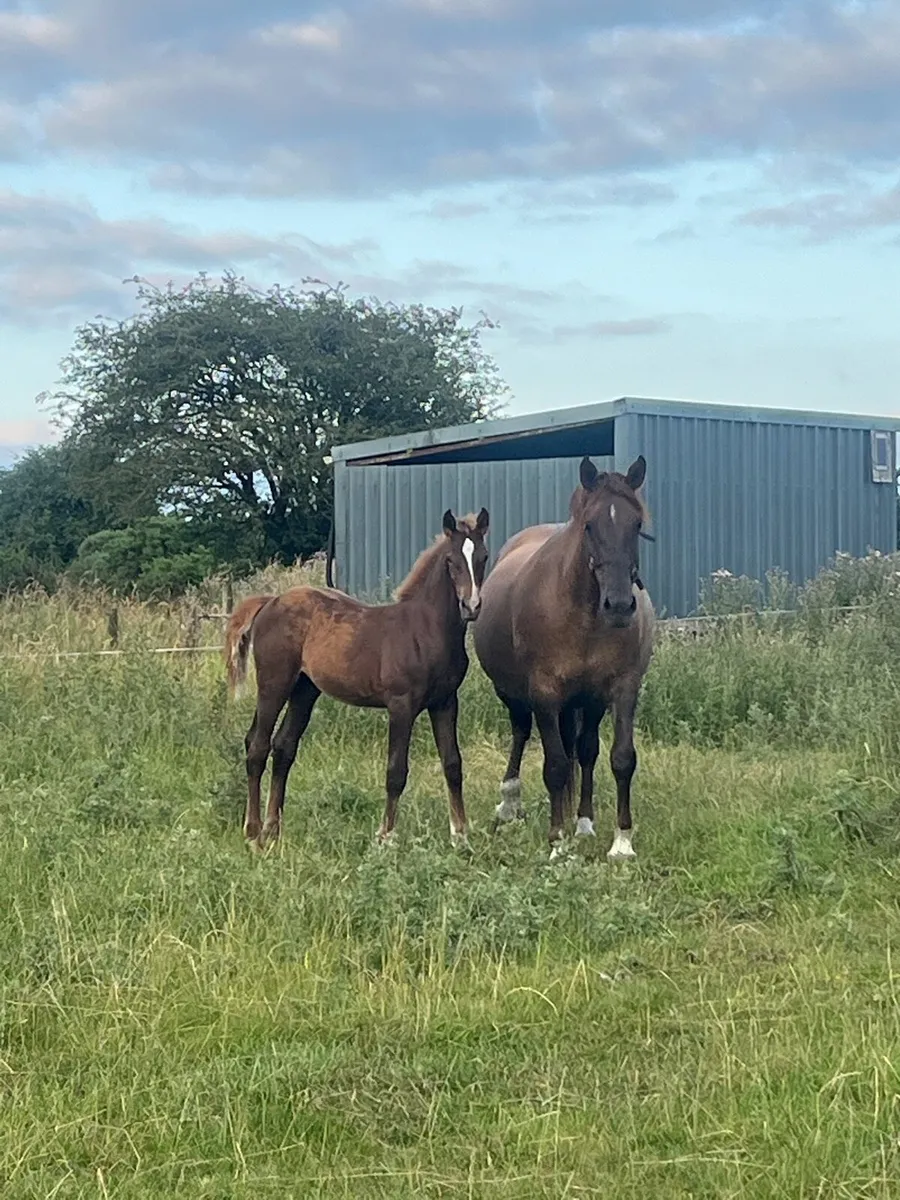 Irish draught colt foal - Image 2