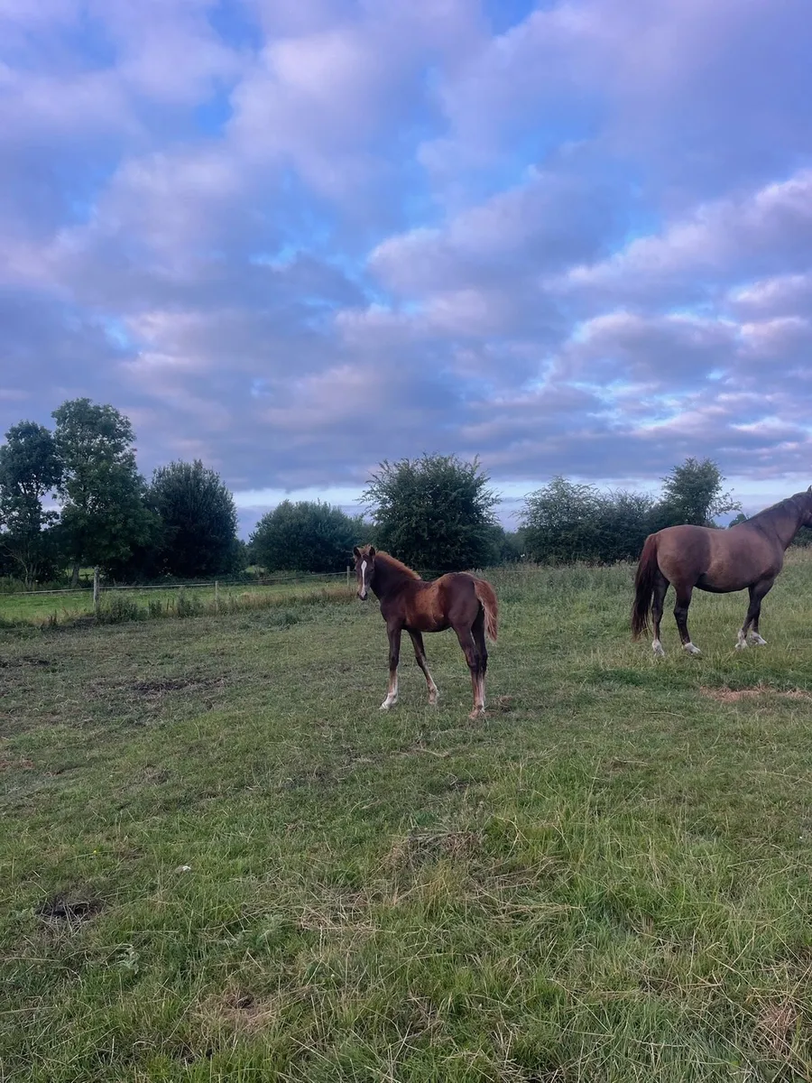 Irish draught colt foal - Image 3