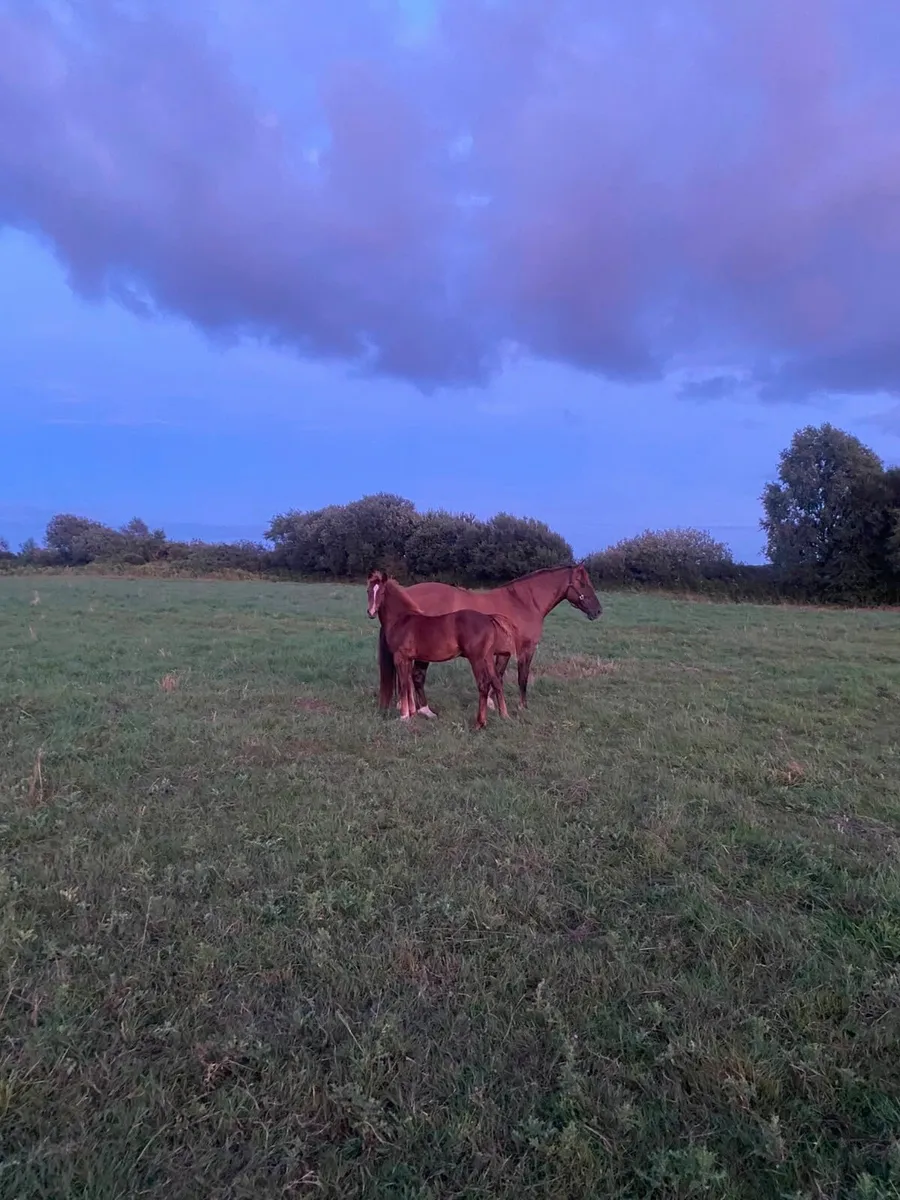 Irish draught colt foal - Image 4