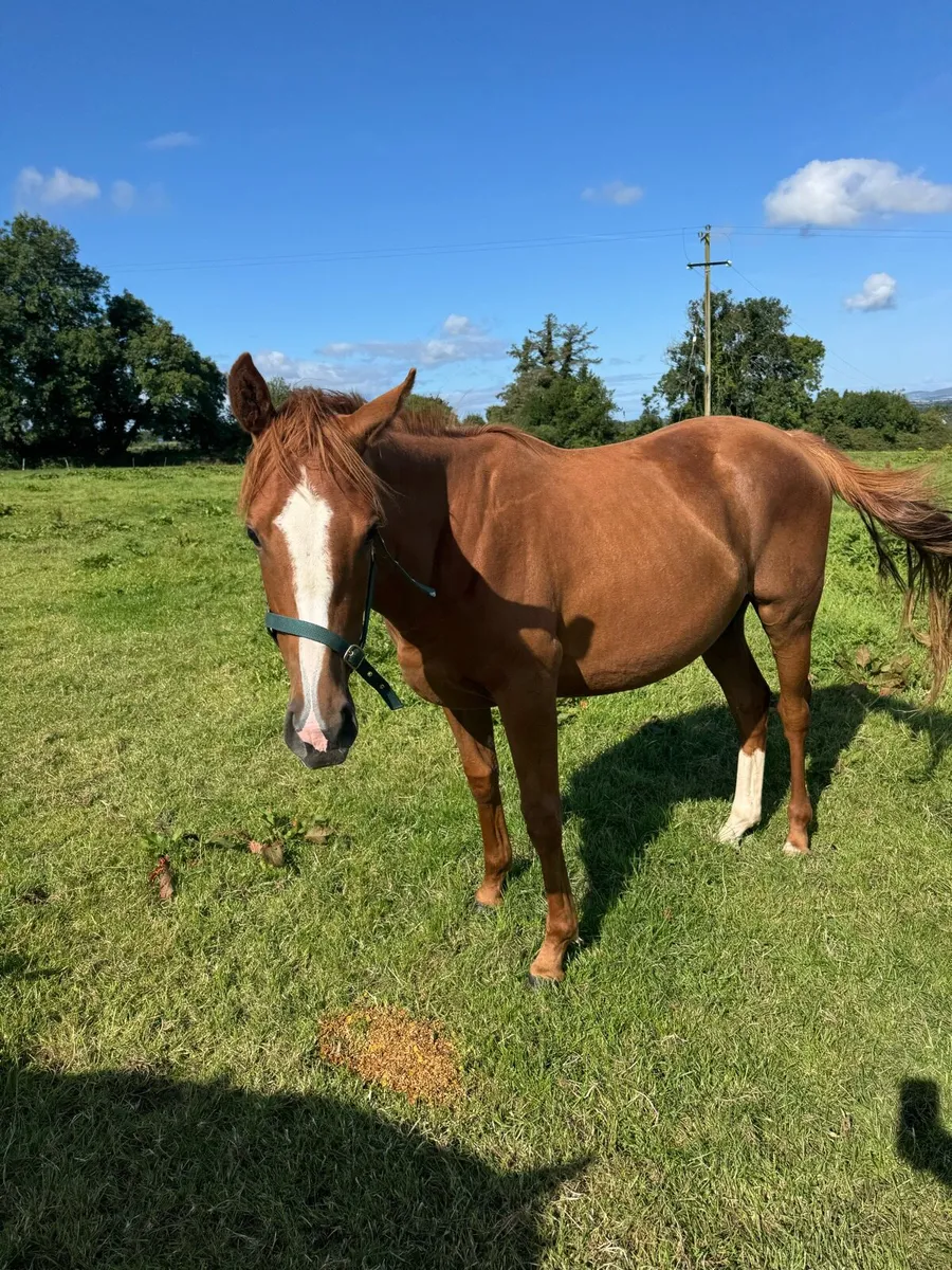 2yo Tb - Image 1