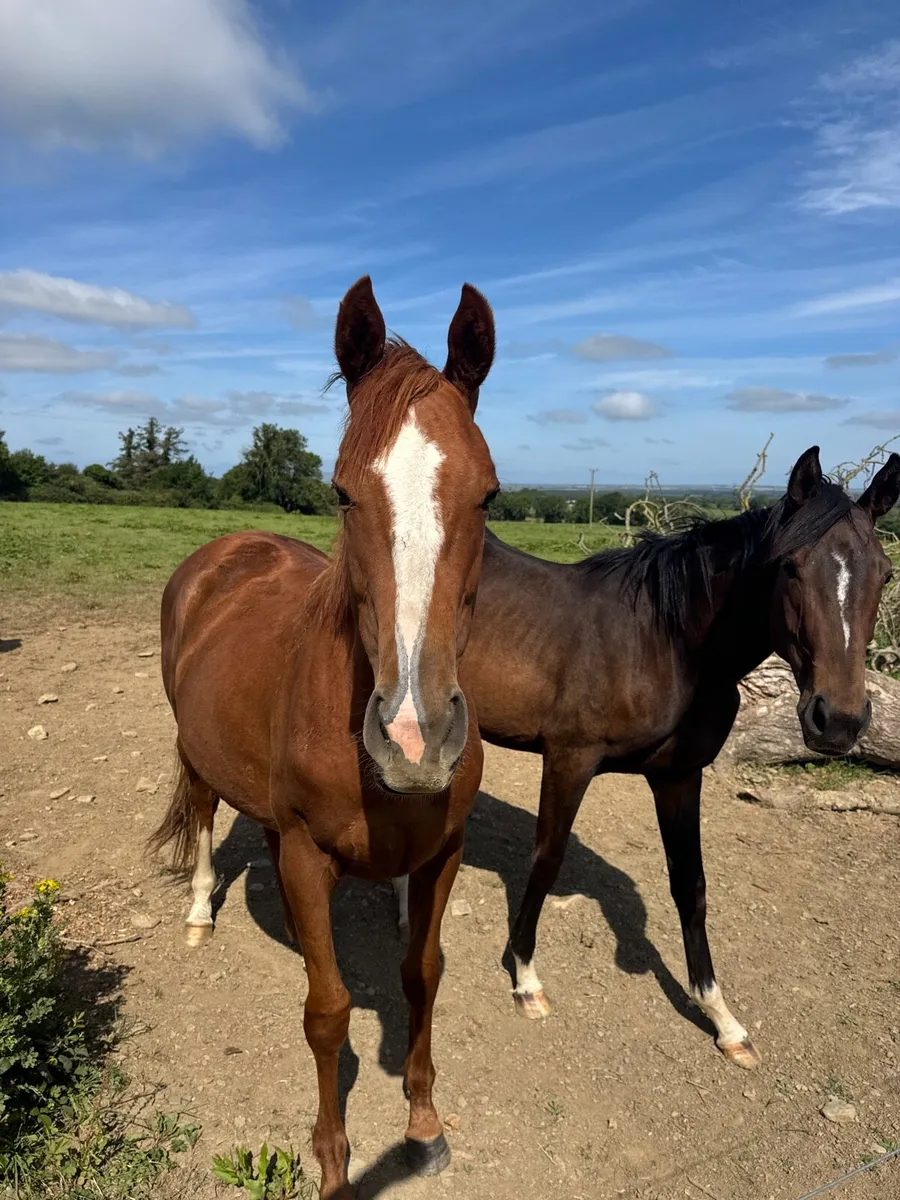 2yo Tb - Image 2