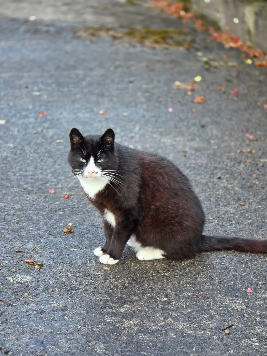 Young cat looking for a caring home, approx. 1-2yo - Image 2