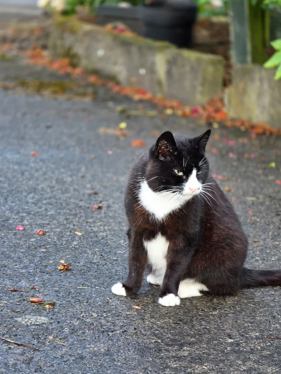 Young cat looking for a caring home, approx. 1-2yo - Image 1