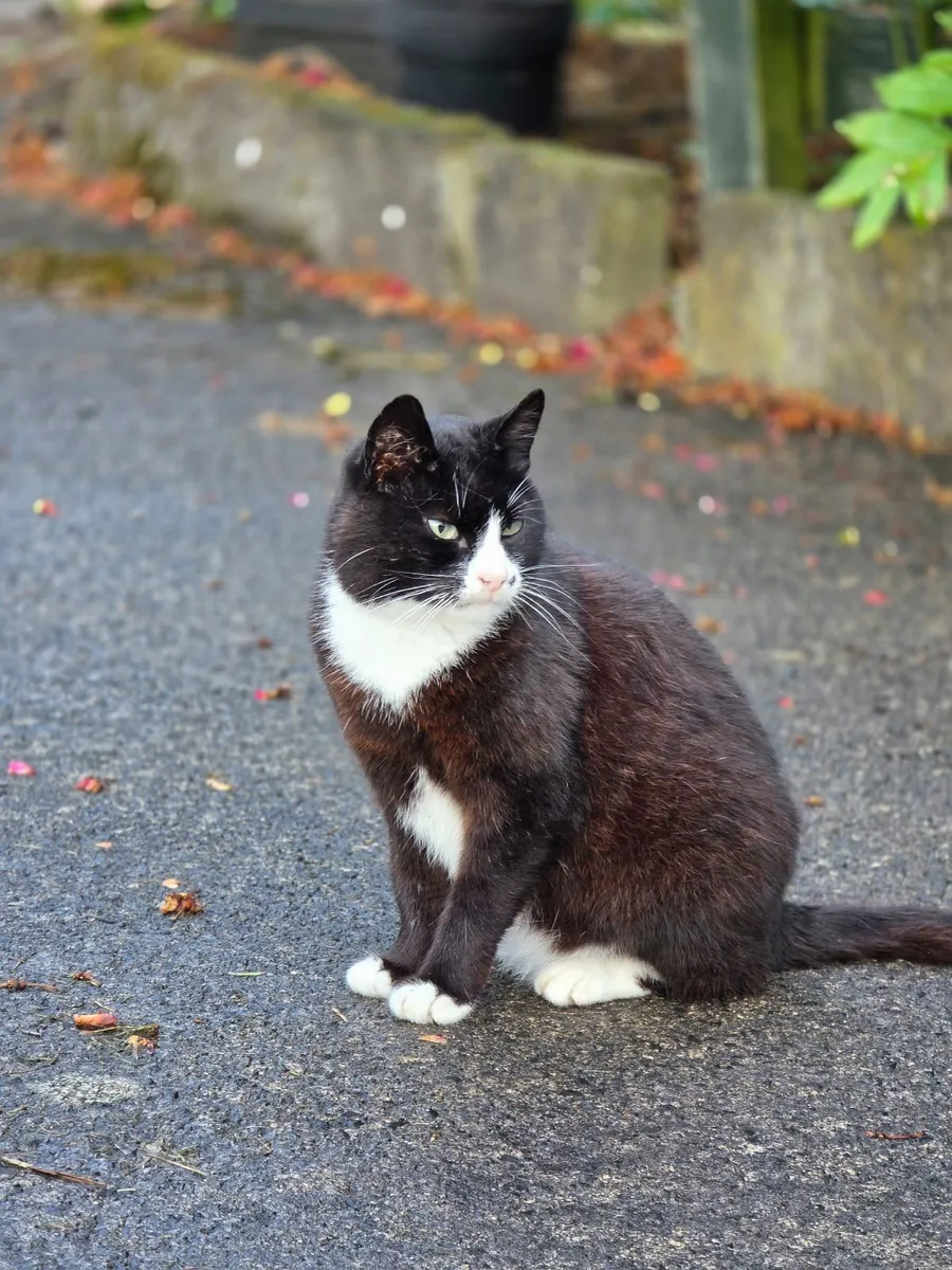 Young cat looking for a caring home, approx. 1-2yo - Image 4