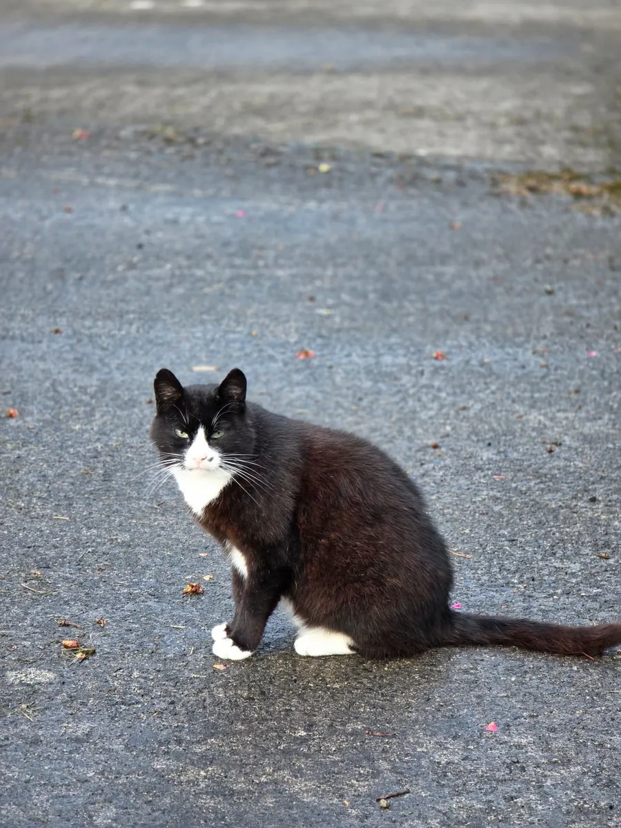 Young cat looking for a caring home, approx. 1-2yo - Image 3