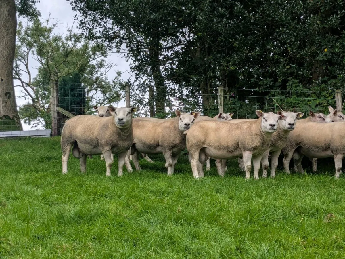 Strong shearling rams chartex texel charollais - Image 1