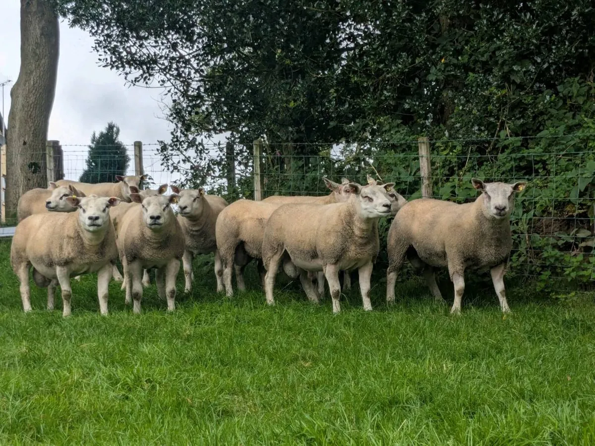 Strong shearling rams chartex texel charollais - Image 2