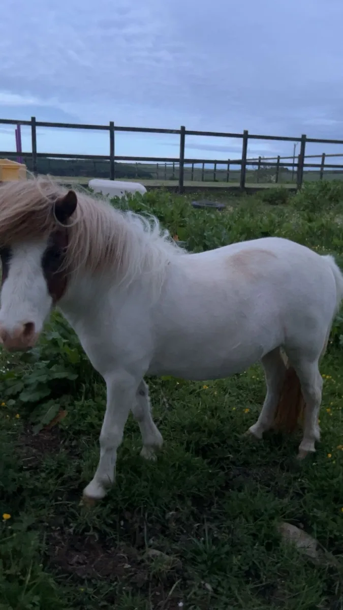 Shetland pony x Welsh - Image 2