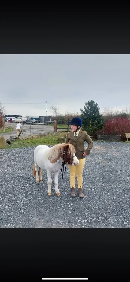 Shetland pony x Welsh - Image 4
