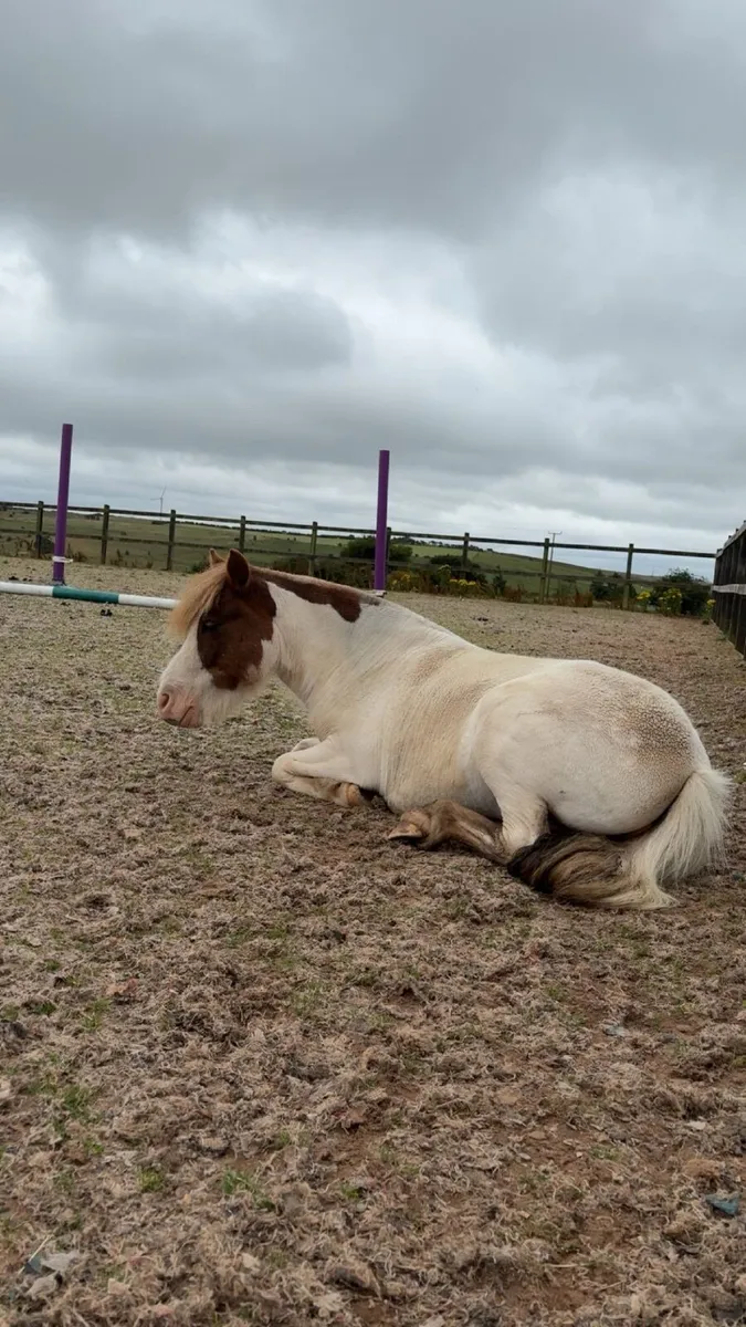 Shetland pony x Welsh - Image 3