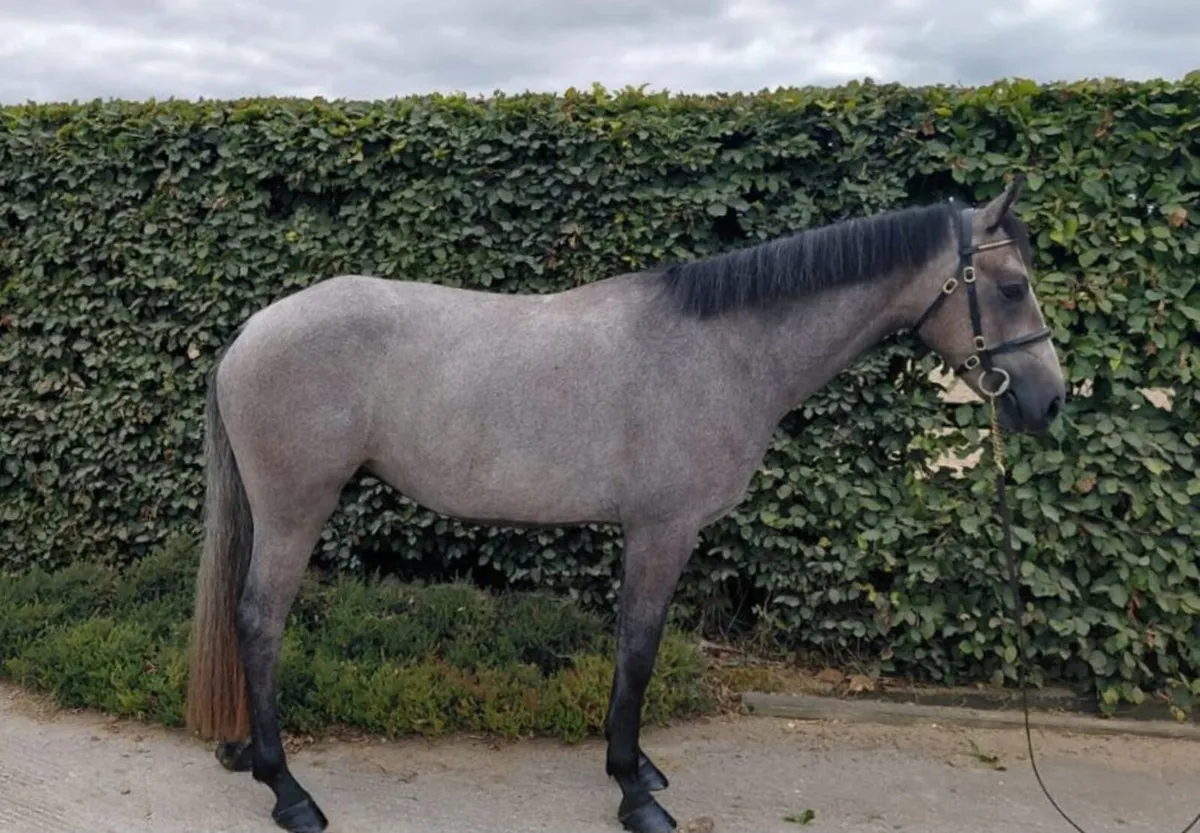 Lot 691 Clifton - Image 2