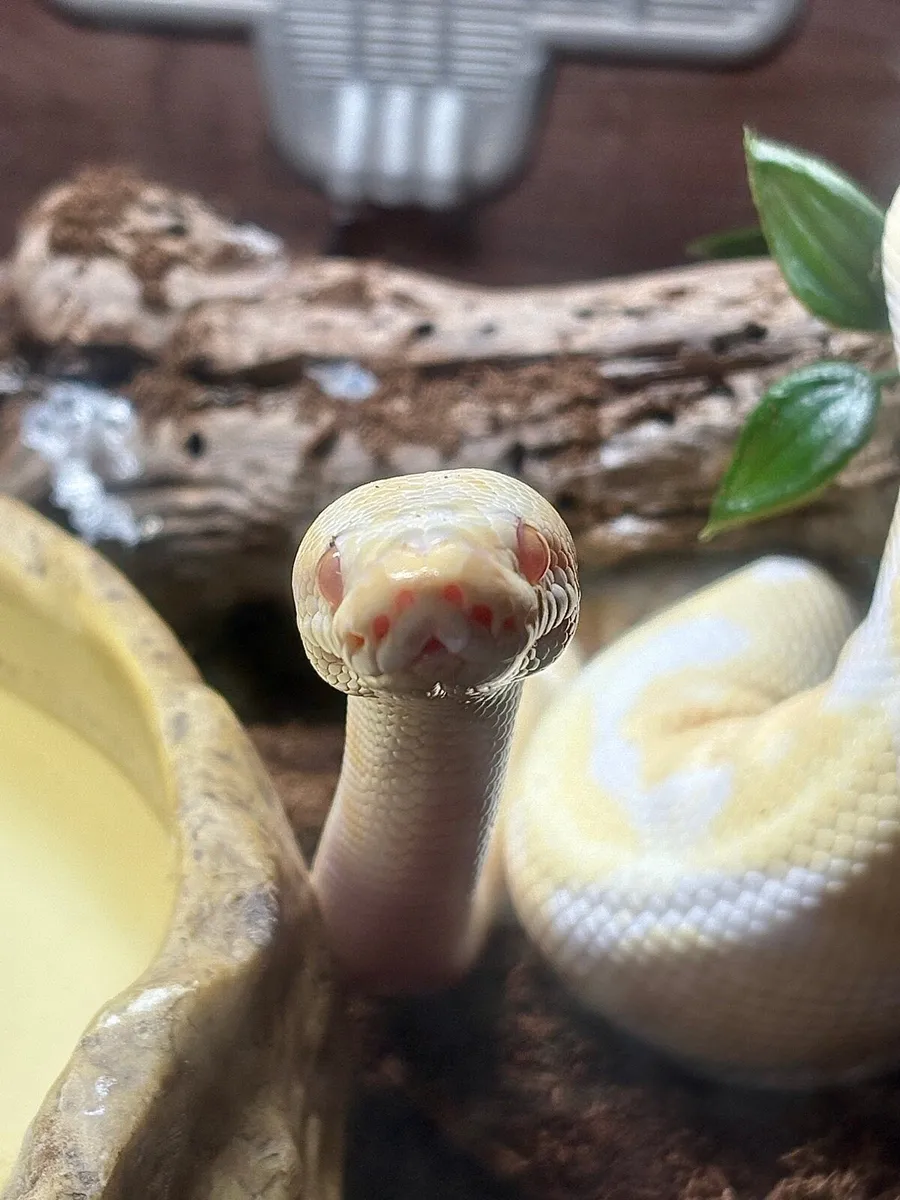 Albino Ball Python - Image 2