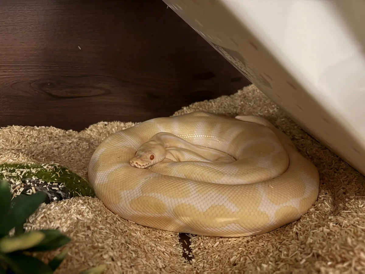 Albino Ball Python - Image 3