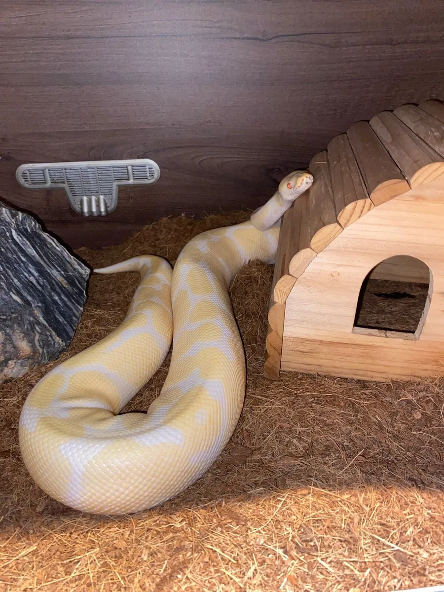 Albino Ball Python - Image 4