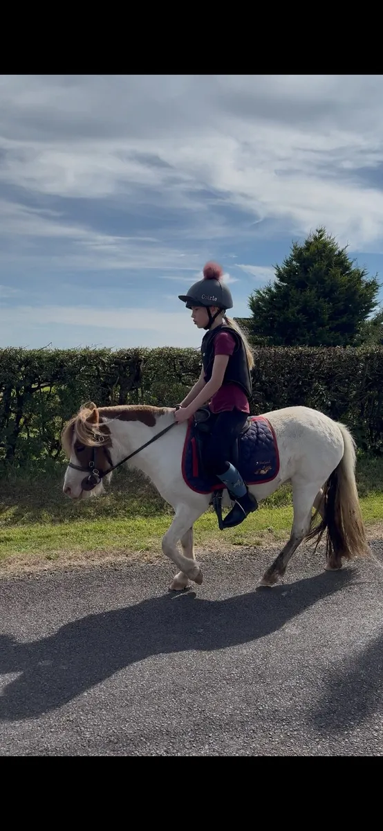 Shetland pony x Welsh - Image 1