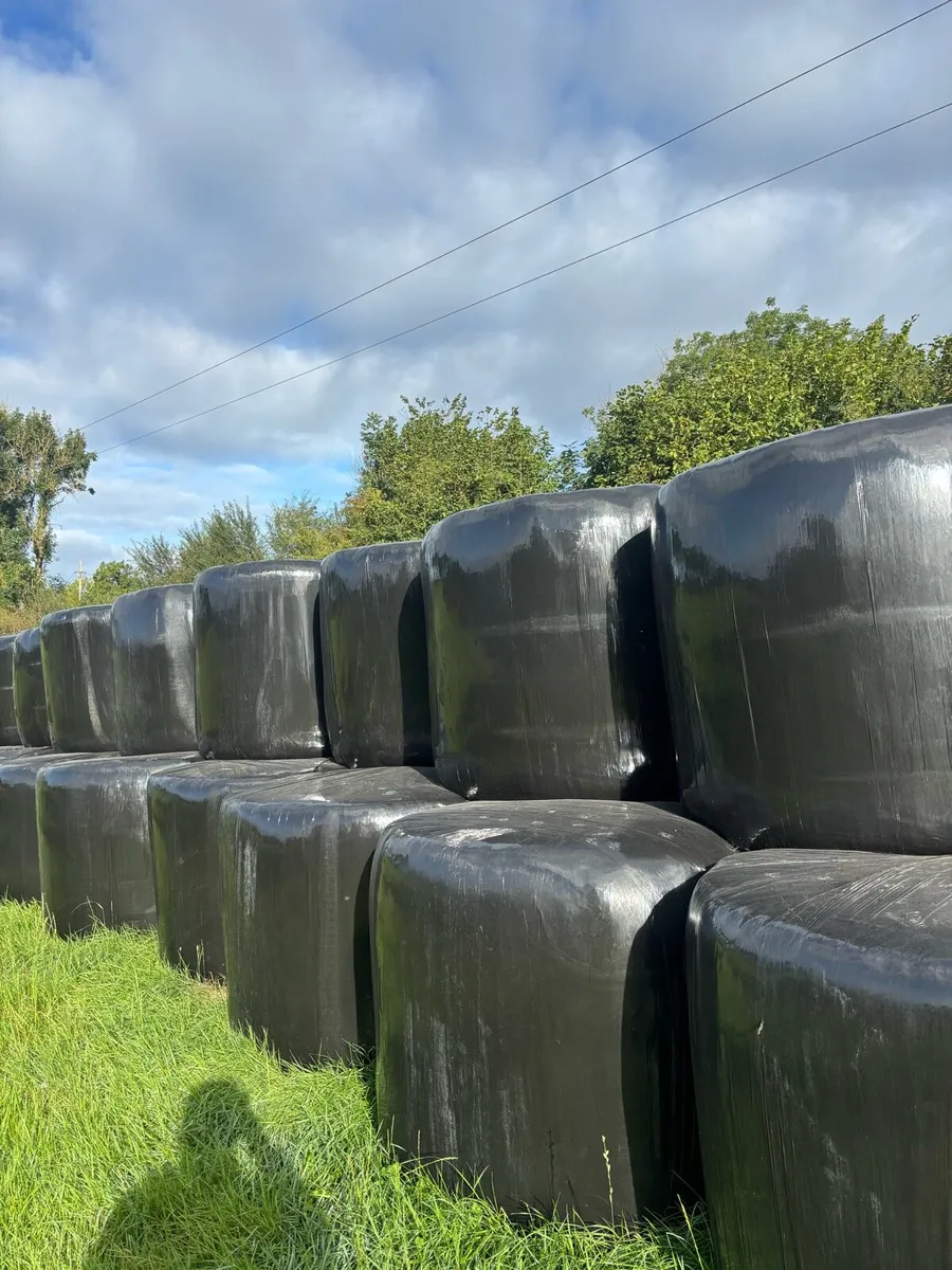 180 bales of first cut silage - Image 2