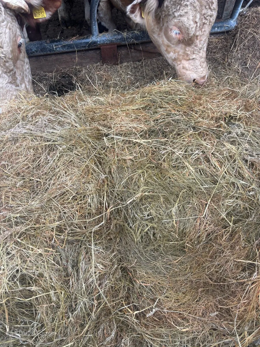180 bales of first cut silage - Image 4