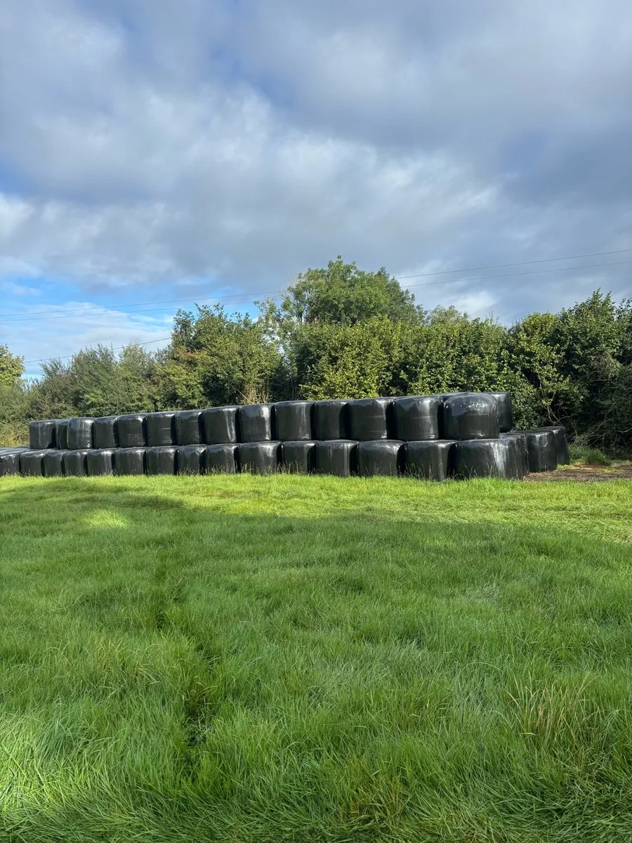 180 bales of first cut silage - Image 1