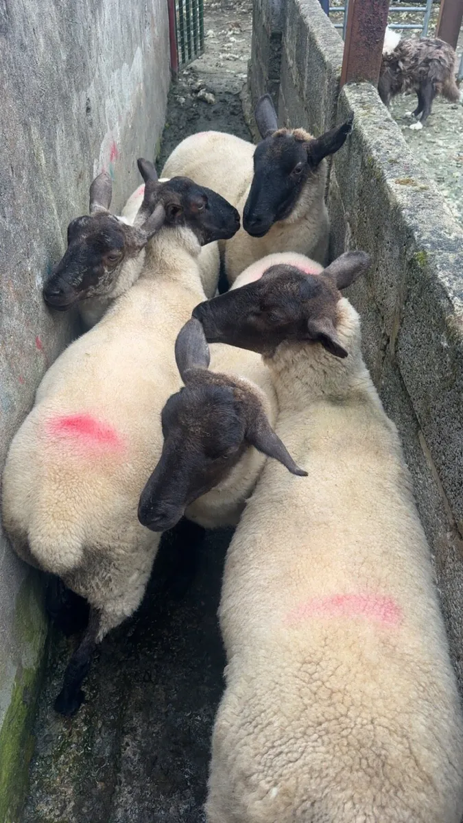 Suffolk hoggets