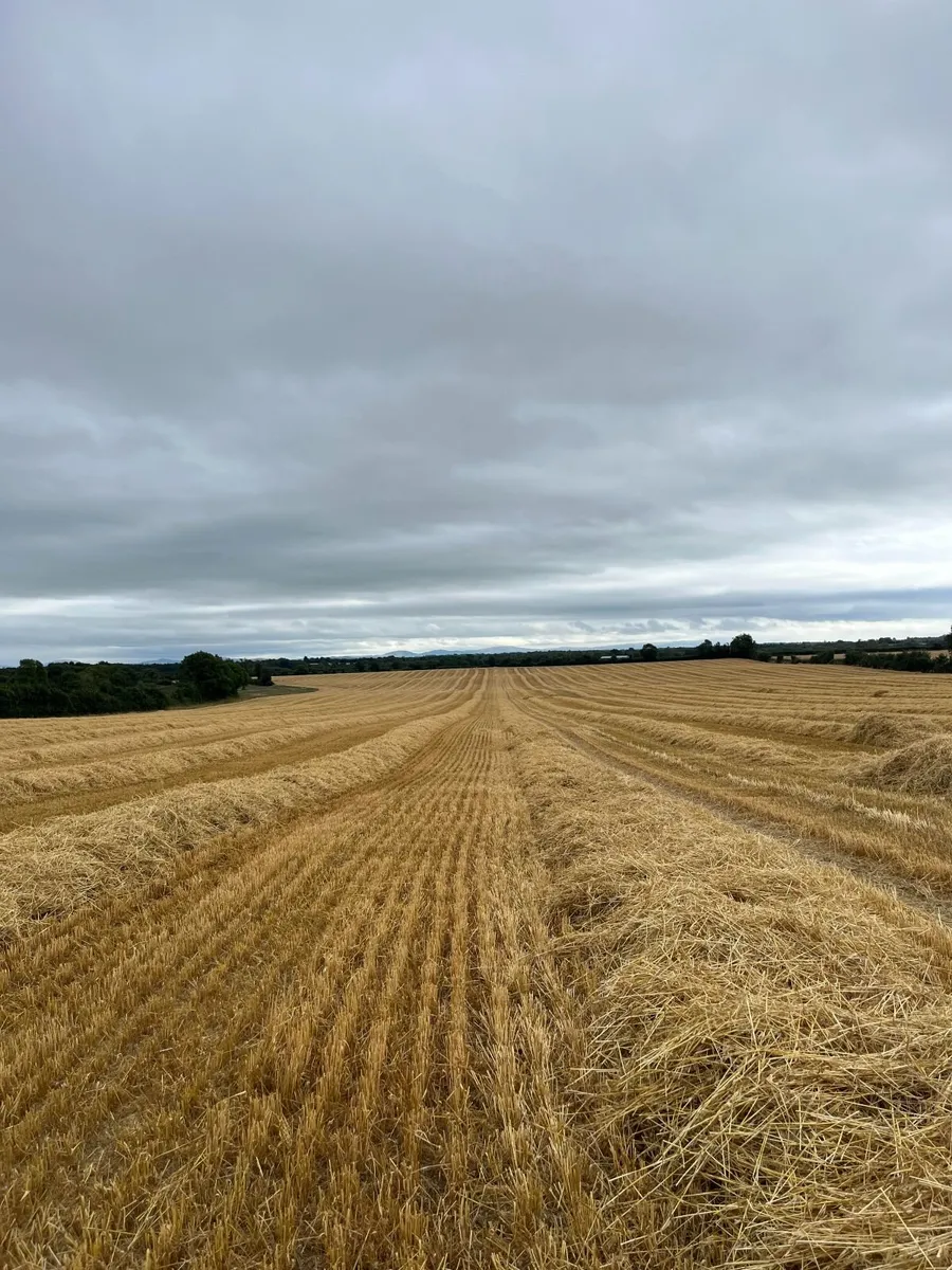 straw for sale - Image 2