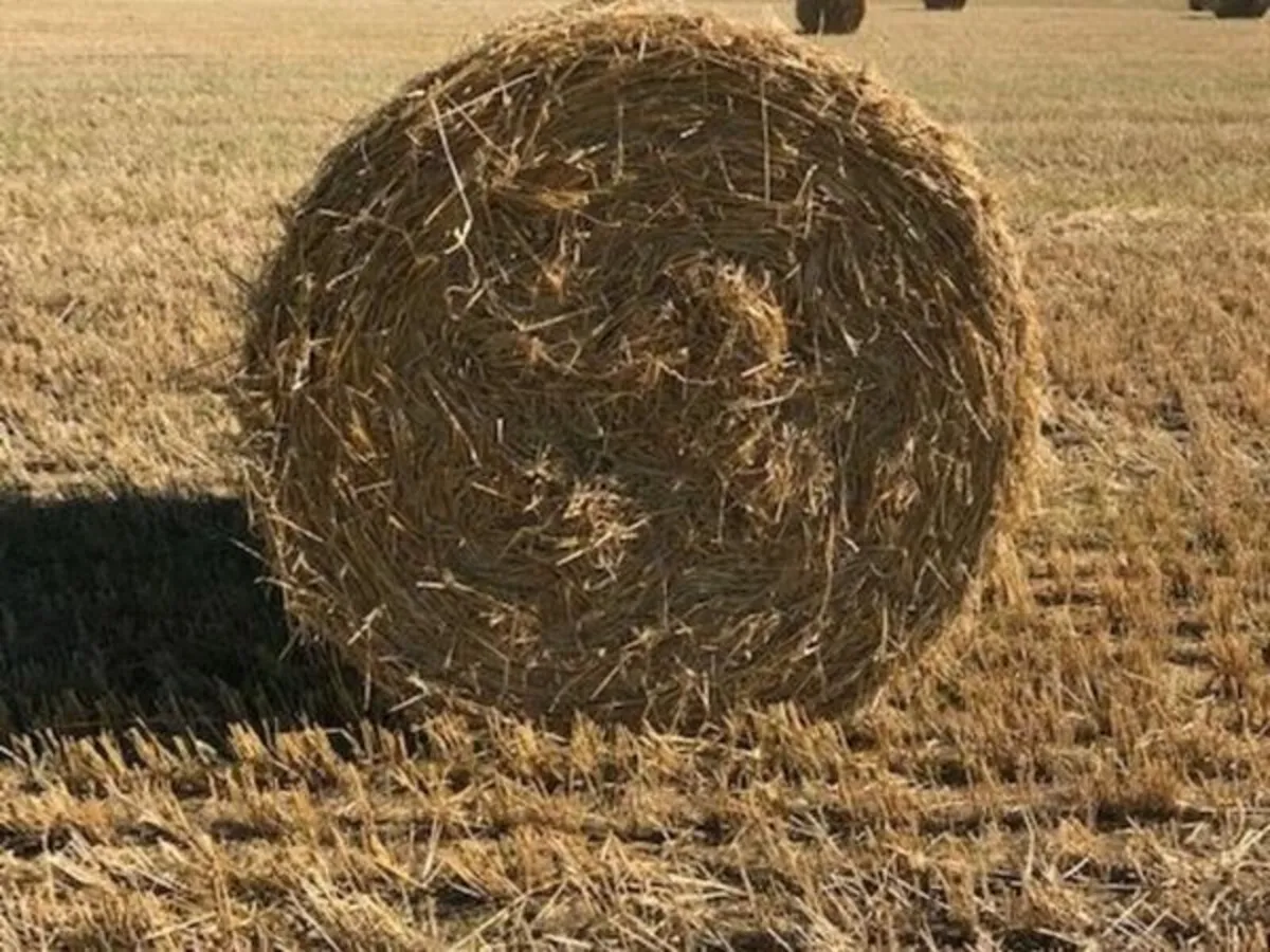 straw for sale - Image 3