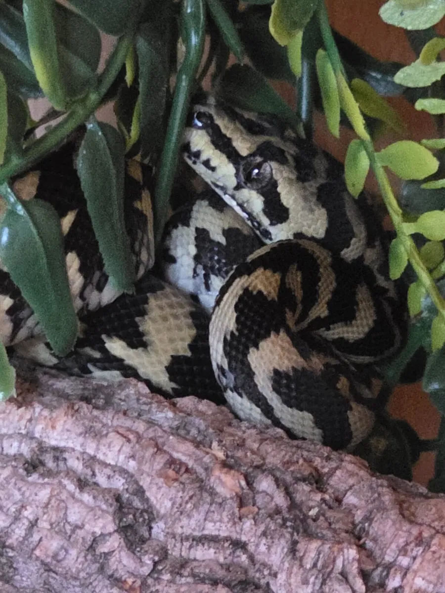 jungle carpet python - Image 1