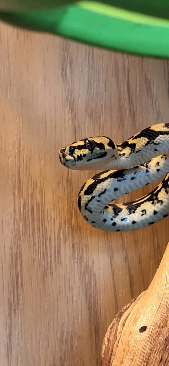 jungle carpet python - Image 2