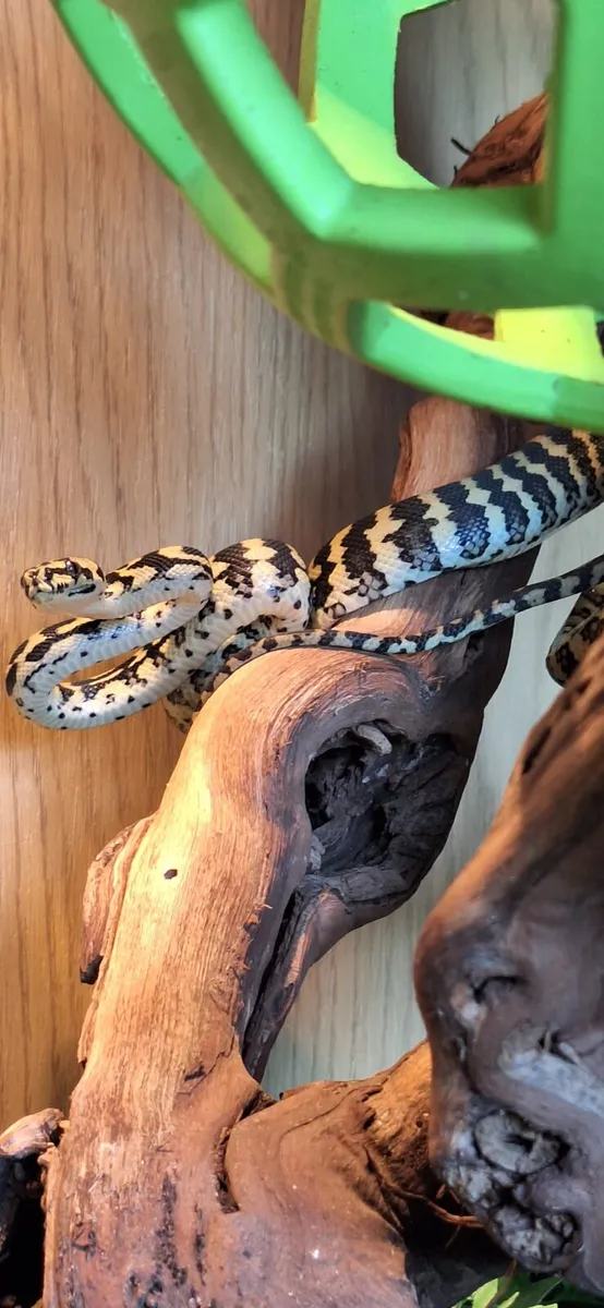 jungle carpet python - Image 3
