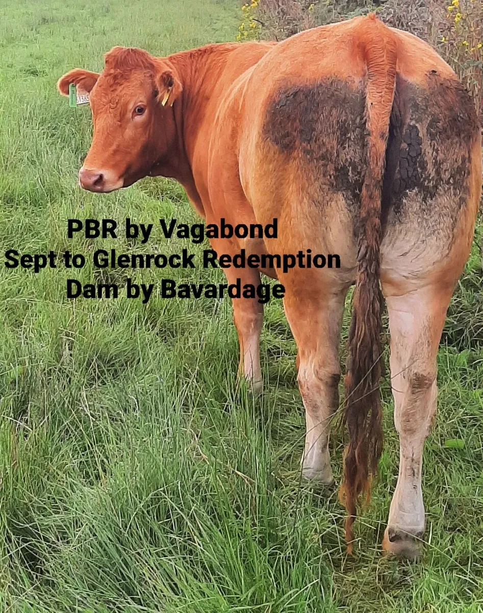 PBR Limousin incalf heifers - Image 2