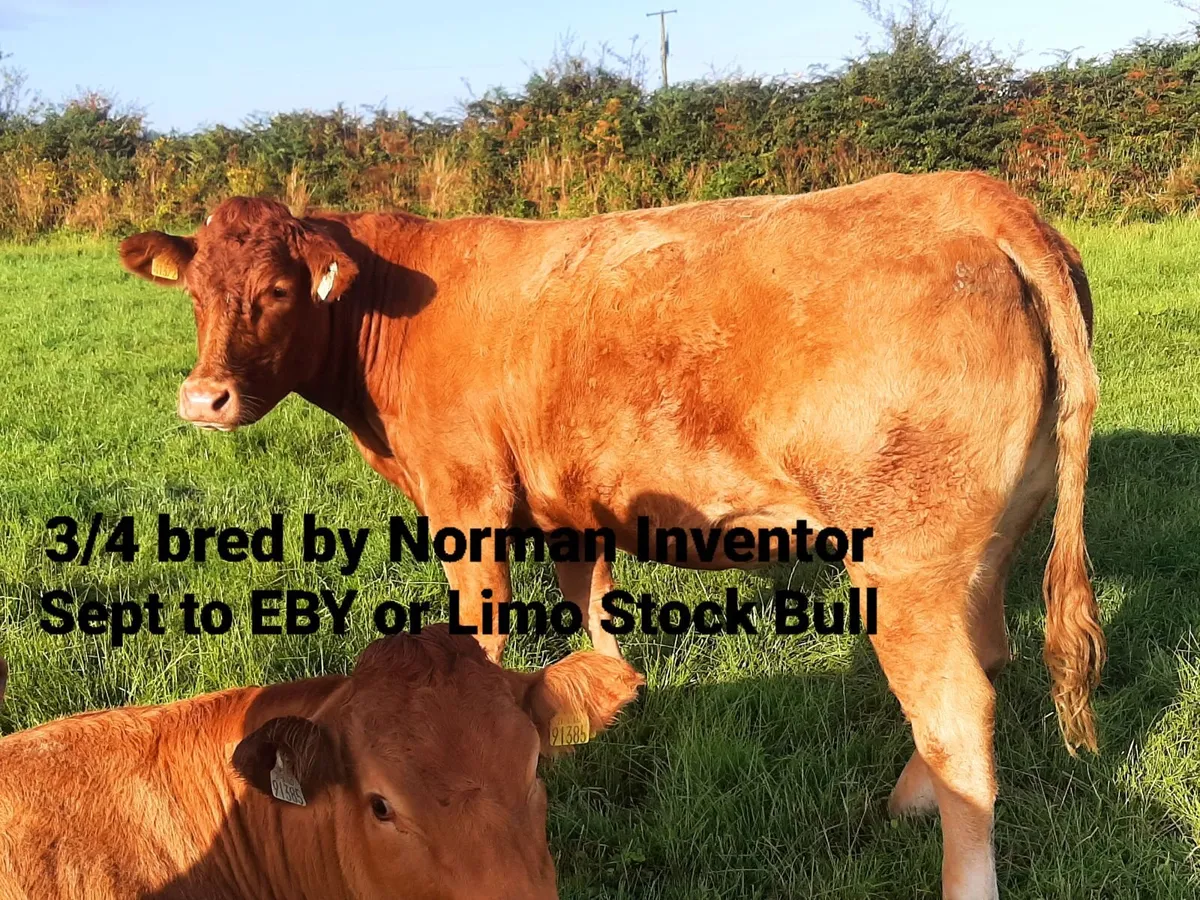 PBR Limousin incalf heifers - Image 3