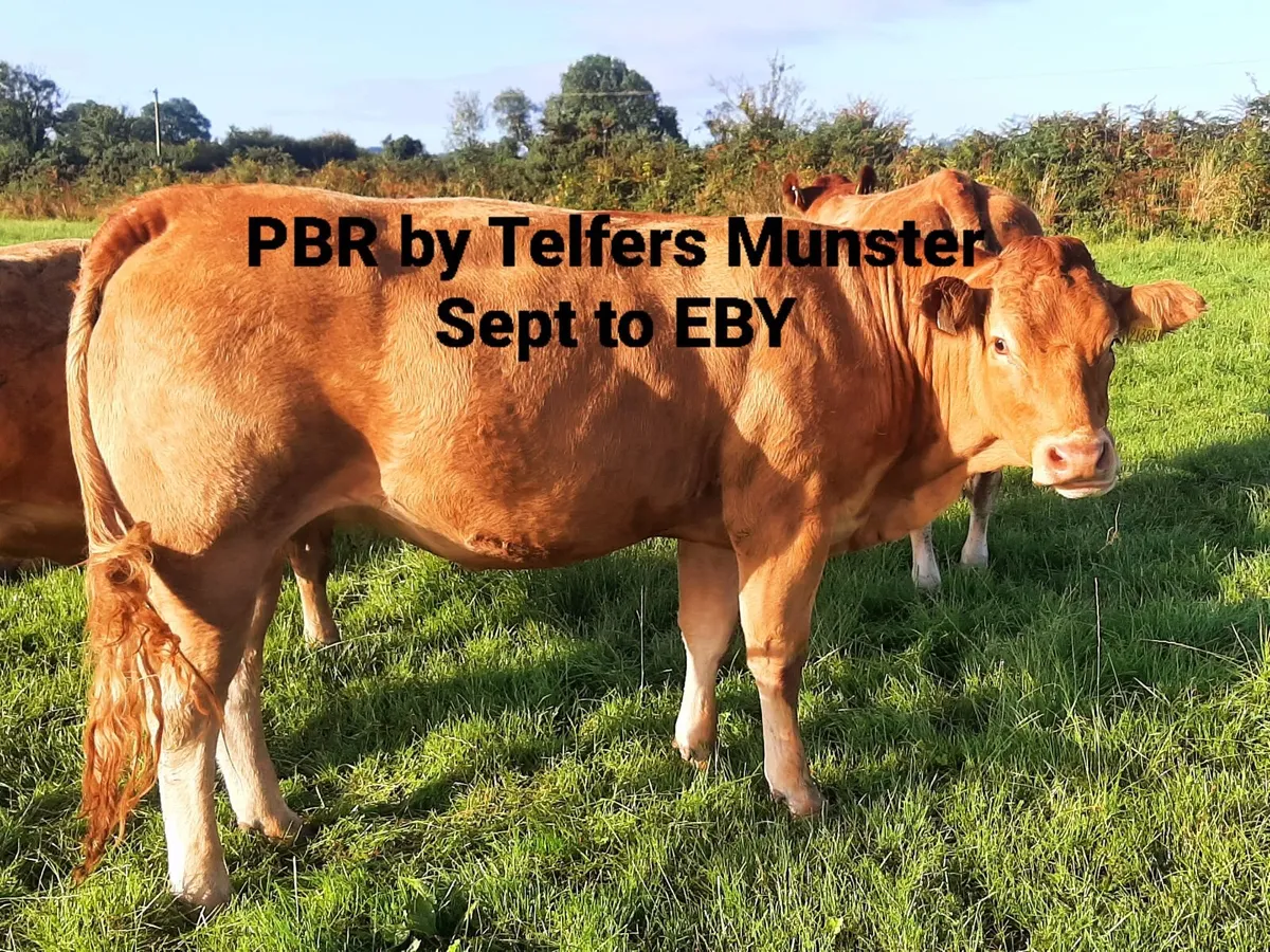 PBR Limousin incalf heifers - Image 4