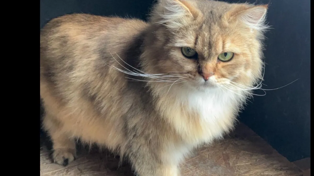 BRITISH LONGHAIR and BRITISH SHORTHAIR - Image 4