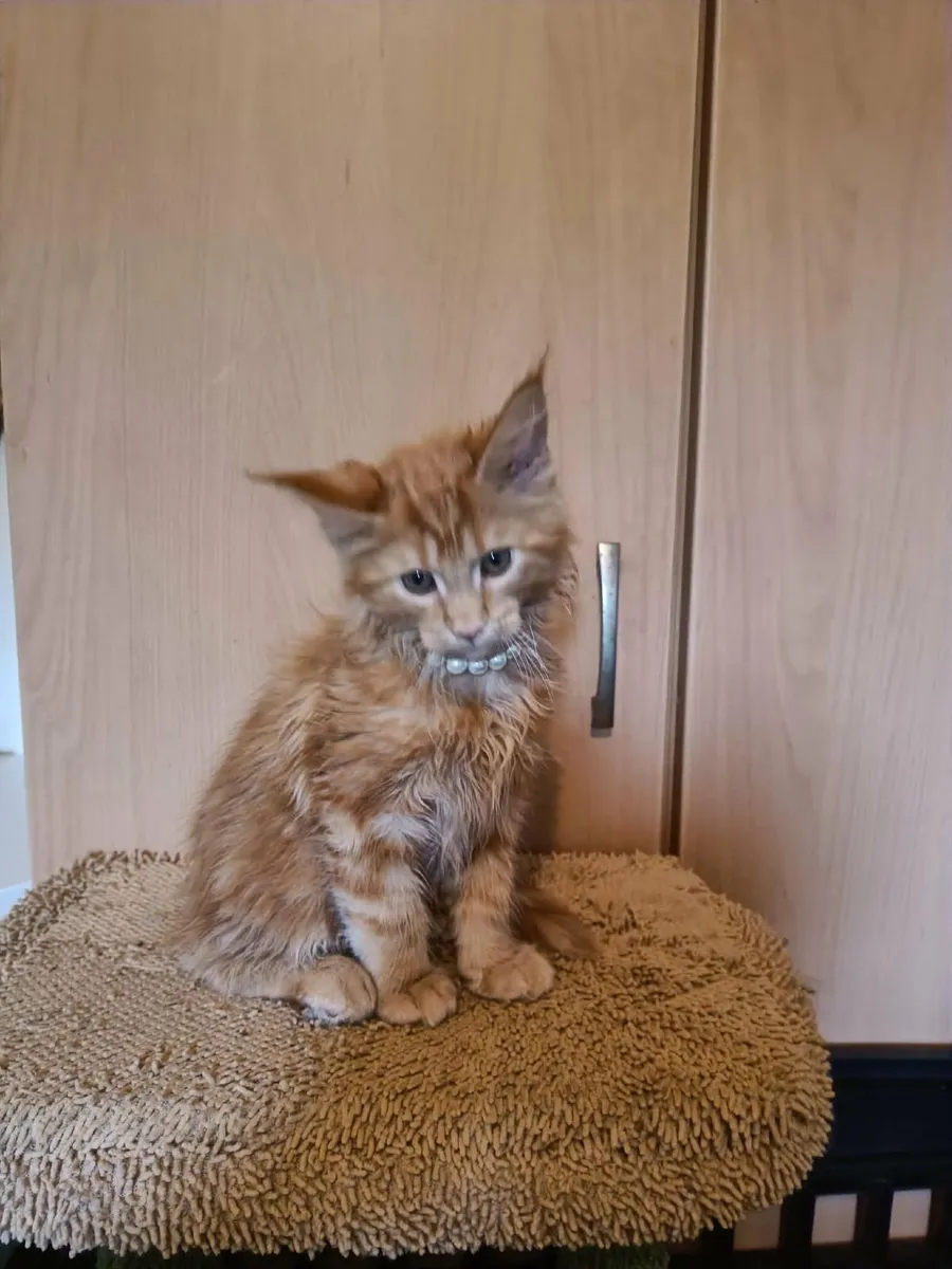 Maine Coon kitten named Harvey (WCF) is for sale. - Image 1