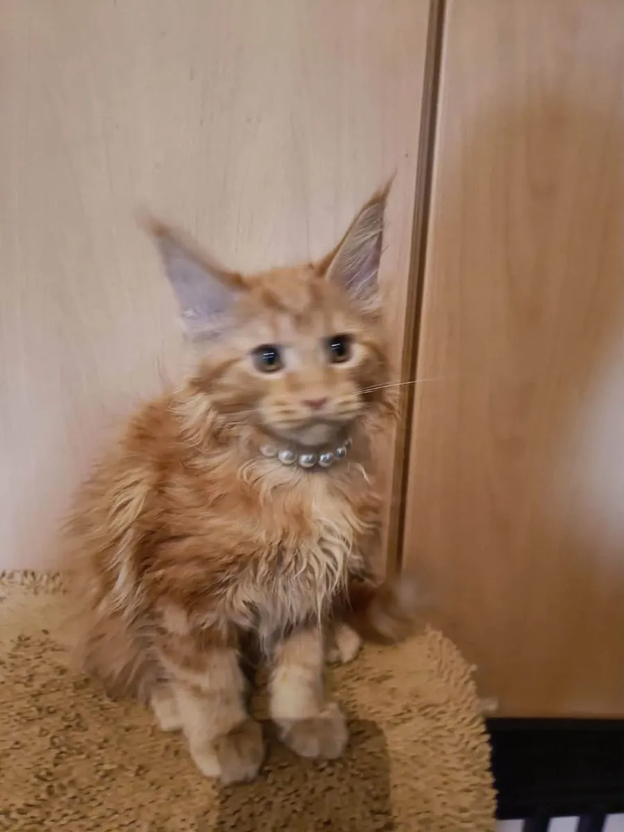 Maine Coon kitten named Harvey (WCF) is for sale. - Image 2