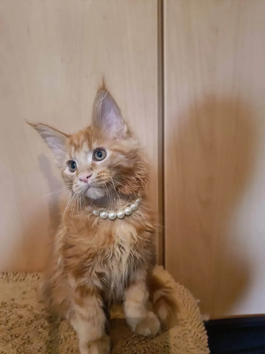 Maine Coon kitten named Harvey (WCF) is for sale. - Image 3